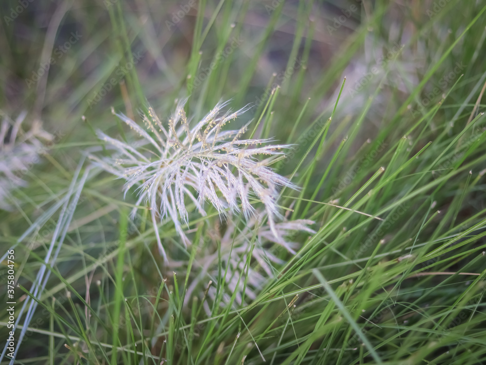 thistle flower in the grass thistle flower in the grass