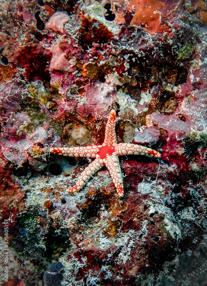 Red starfish on the background of corals on the bottom in the Indian ocean Red starfish on the background of corals on the bottom in the Indian ocean