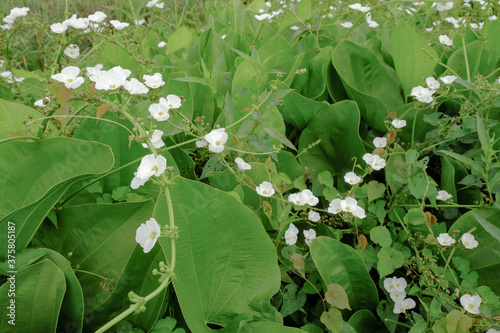 sword plant melati air