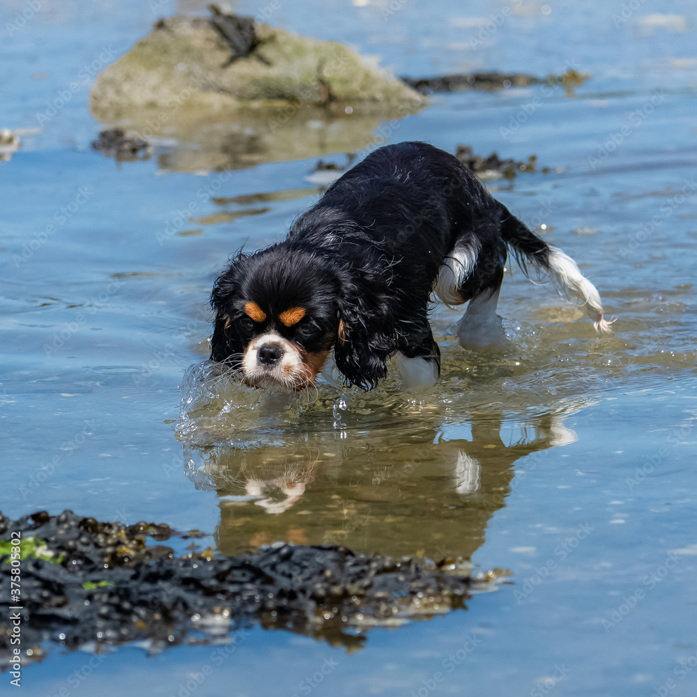 a cute puppy bathing in the sea a cute puppy bathing in the sea