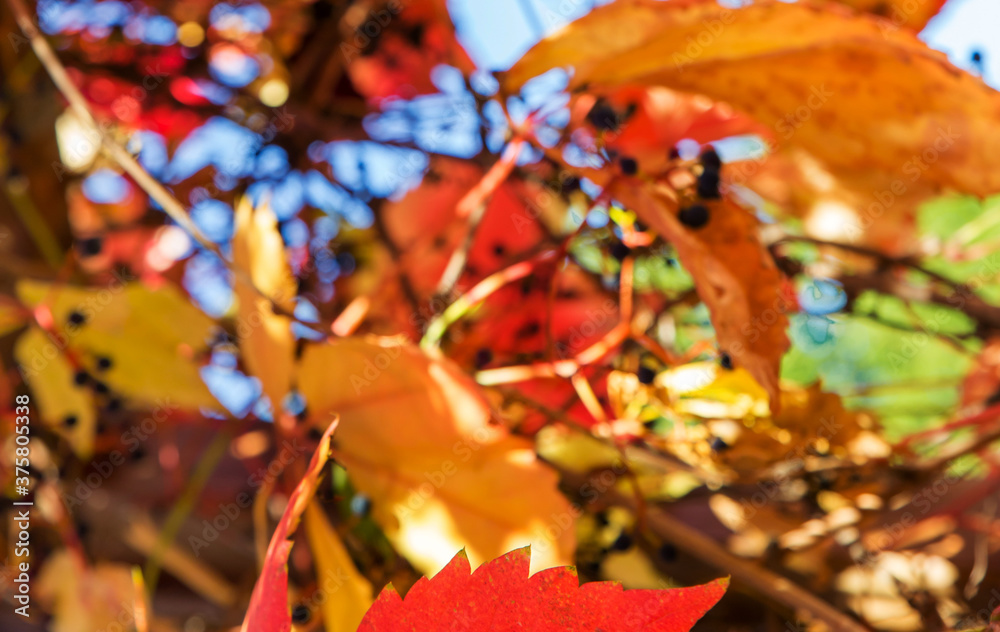 Beautiful Autumn background. Bright colored leaves of maiden grapes. Beautiful Autumn background. Bright colored leaves of maiden grapes.