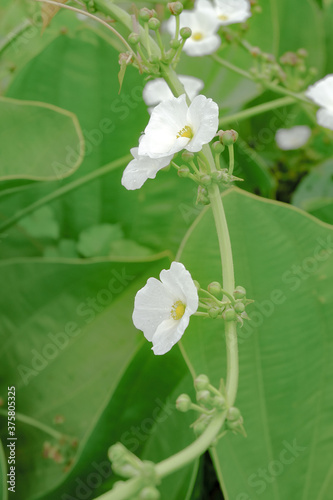 sword plant melati air