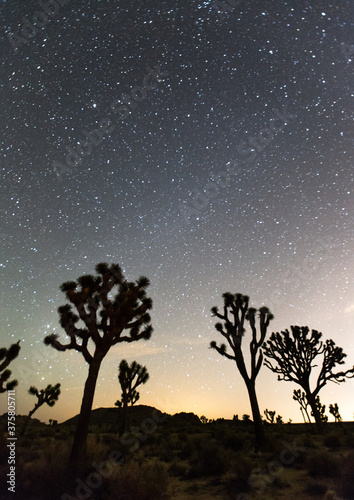 Stars with tree sihouettes in distant night sky photo