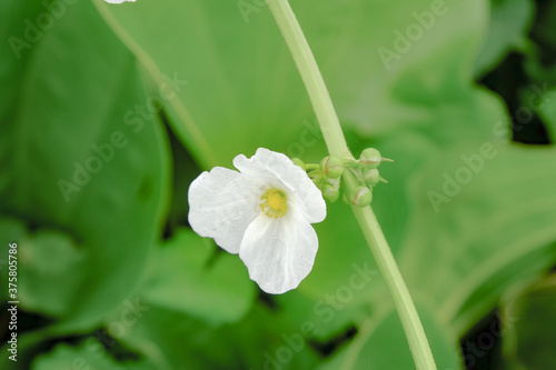 sword plant melati air