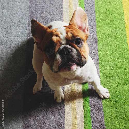 French Bulldog on Colorful Rug photo