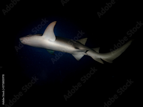 A view from below of a Nurse Shark hovering in the dark night water of the Indian ocean