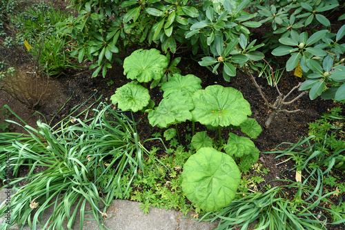 Leaves of an astilboides plant photo