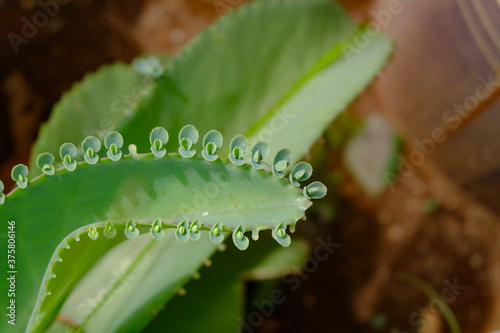 Kalanchoe pinnata