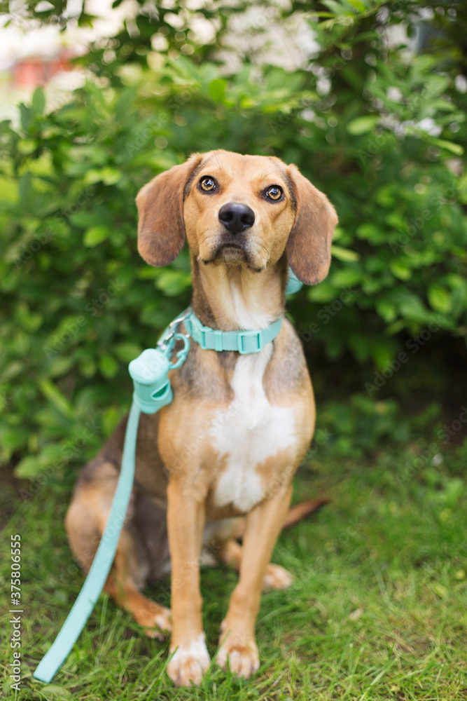 Dog with leash on sitting in park Dog with leash on sitting in park