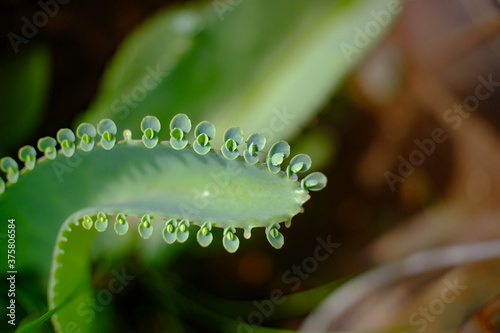 Kalanchoe pinnata