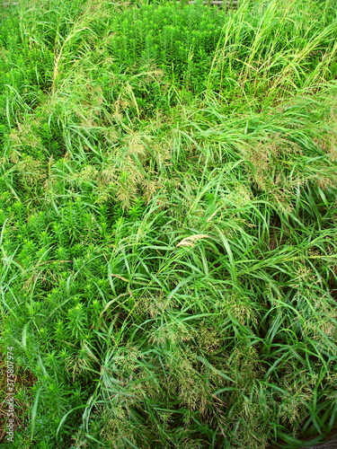 セイバンモロコシとセイダカアワダチソウ茂る土手風景