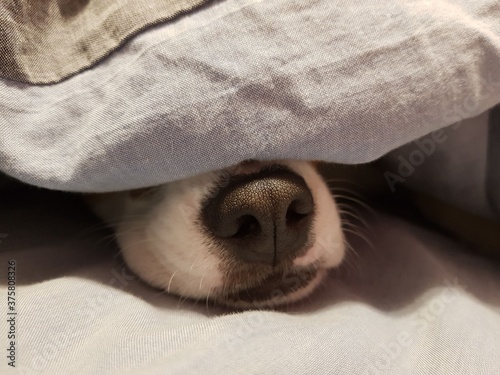the dog lies under a gray blanket and only a black nose sticks out © Galina