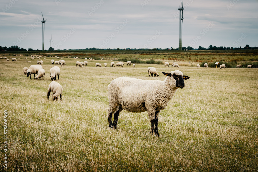 Fototapeta premium Grasende Schafe hinter dem Deich mit Windkraftanlagen im Hintergrund, Pilsum, Ostfriesland