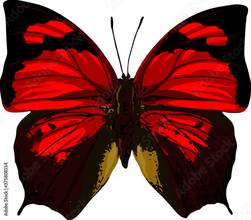 Peruvian bright red butterfly vector isolated on white background