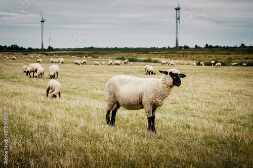 Grasende Schafe hinter dem Deich mit Windkraftanlagen im Hintergrund  Pilsum  Ostfriesland