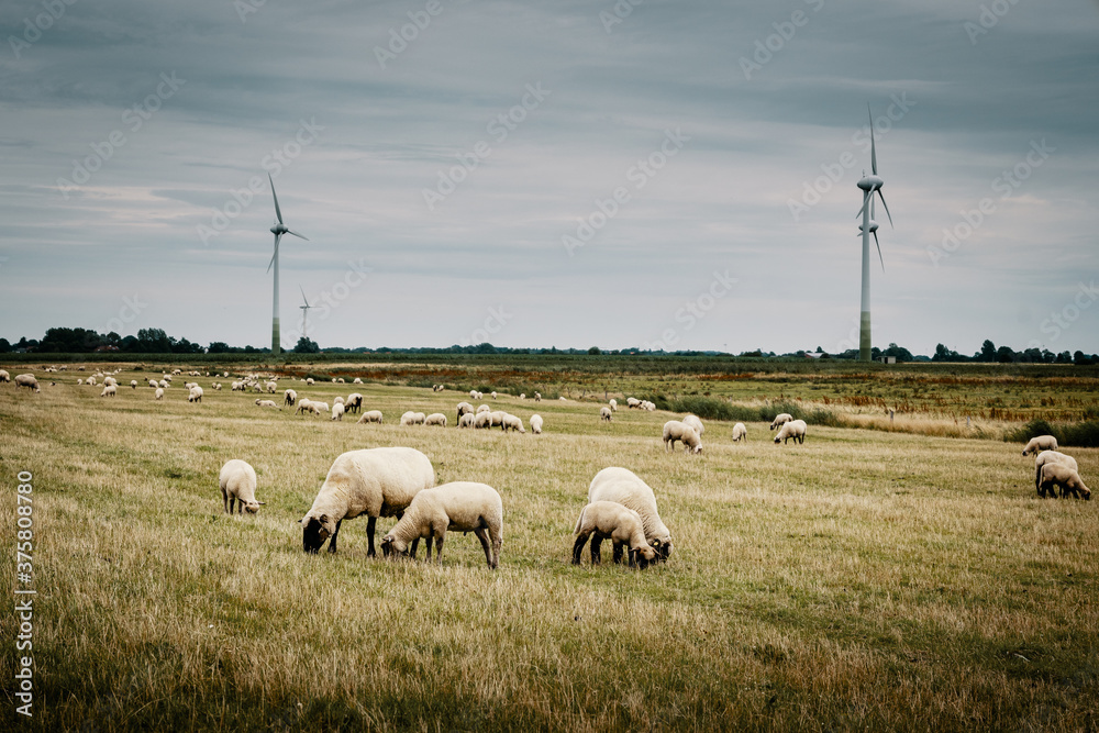 Fototapeta premium Grasende Schafe hinter dem Deich mit Windkraftanlagen im Hintergrund, Pilsum, Ostfriesland