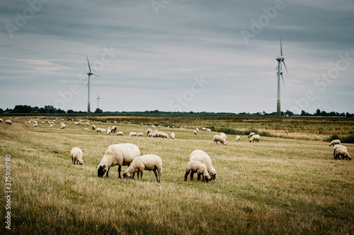 Grasende Schafe hinter dem Deich mit Windkraftanlagen im Hintergrund, Pilsum, Ostfriesland