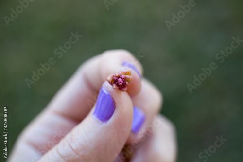 A teeny tiny baby succulent