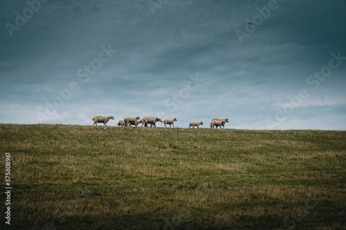 Schafe laufen über dem Grad des Deichs in der Nähe von Pilsum