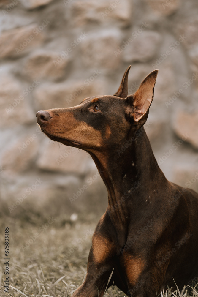 Close-up portrait of a dog against a background of a stone wall. Doberman pinscher of chocolate color. Beautiful doberman pinscher.