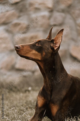 Close-up portrait of a dog against a background of a stone wall. Doberman pinscher of chocolate color. Beautiful doberman pinscher.