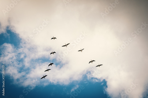 Wildgänse fliegen in V-Formation vor dramatischer Wolkenkulisse