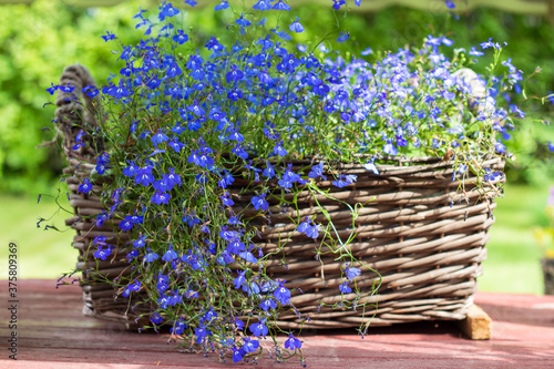 wicker basket with bright blue small flowers of Lobelia close up photo
