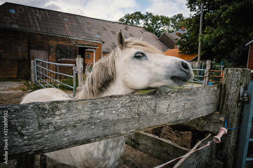 Weißes Pferd schaut über das Koppelgatter