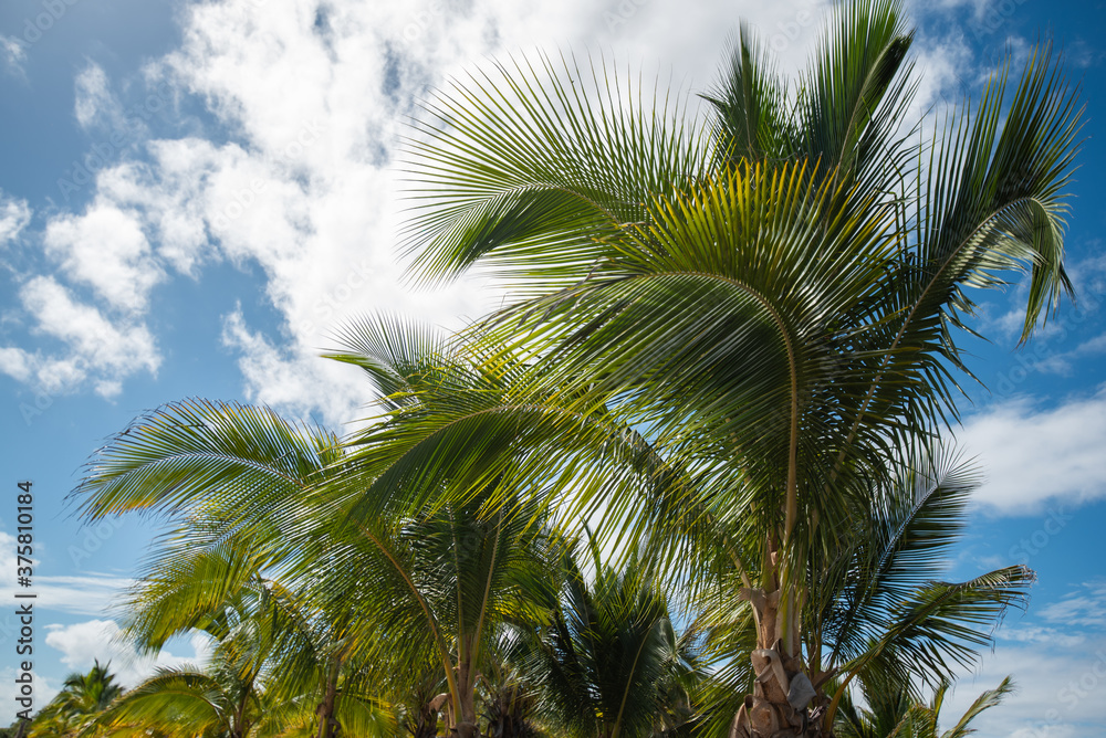 palm tree on the ocean