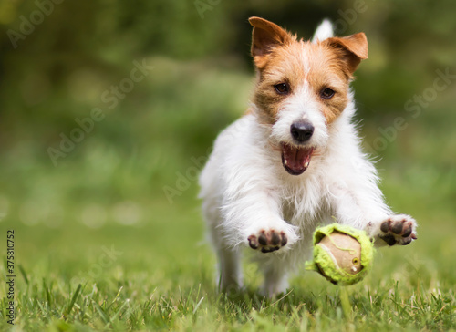 Playful funny happy jack russell terrier running pet dog puppy playing with a tennis ball in the grass