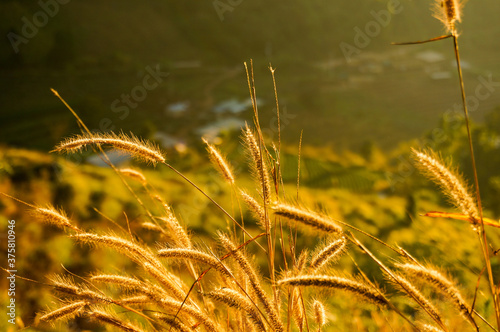 Closeup of beautiful grass flower (poaceae) with golden sunlight and mountain in background
