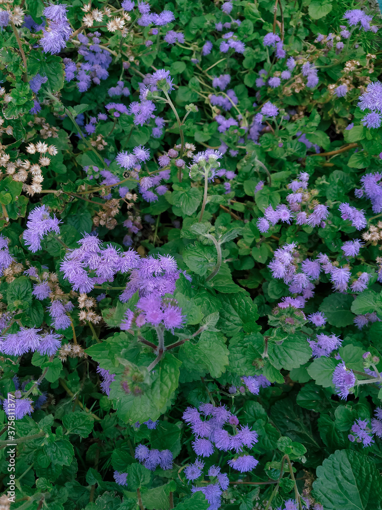 pink flowers in the garden, little purple flowers pink flowers in the garden, little purple flowers