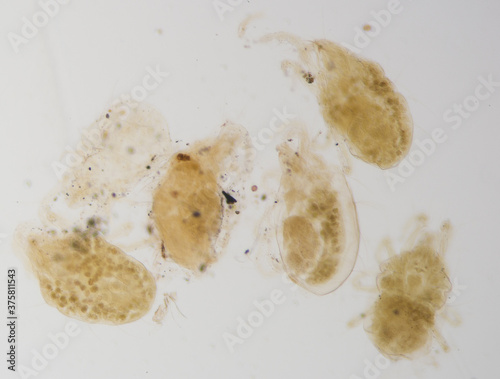 peach pest mite worm, micrograph