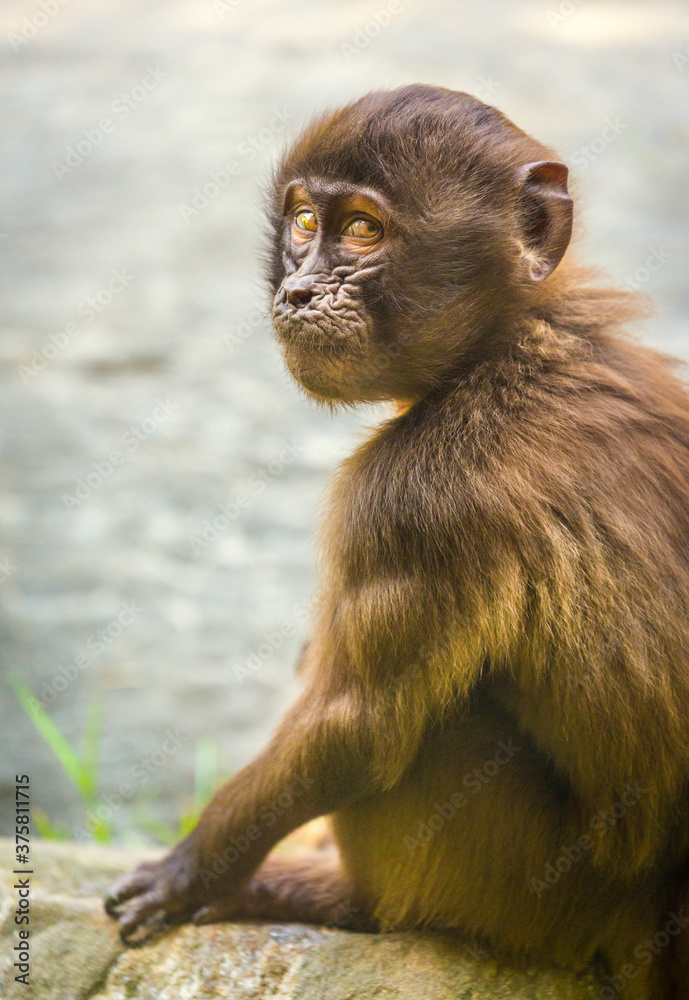 Baby Baboon Baby Baboon