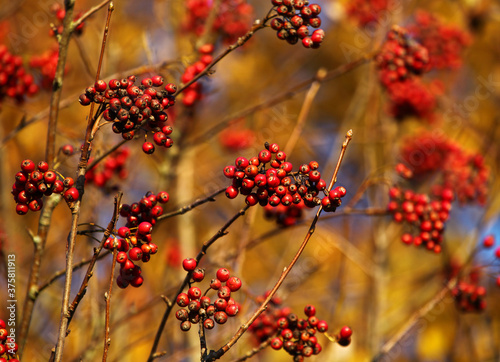 Red berries on a branch in golden sunlight in late autumn fall.