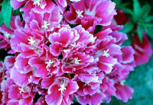 Soft focus of pink godetia flowers at a field photo