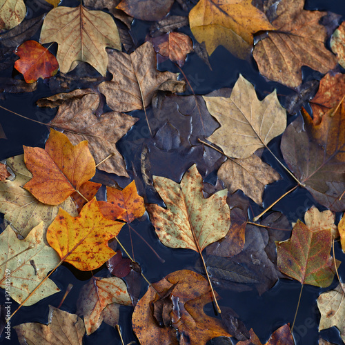 Dead  fallen leaves laying in a pond or puddle in autumn