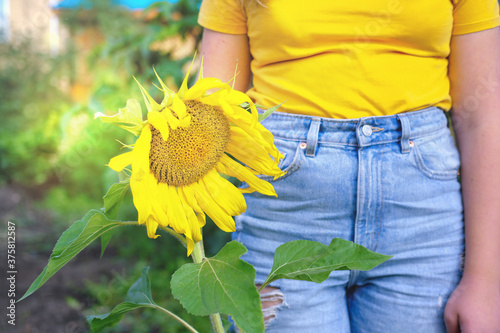 cropped view of a girl holdng a sunflower. a teenager wearing jeans and yellow t-shirt walking in a garden with sunflower. urecognizable teenager.  photo