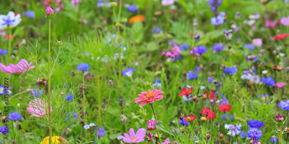 Farbenfrohe Blumenwiese mit verschiedenen Wildblumen