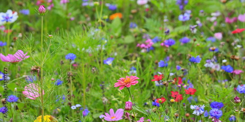 Farbenfrohe Blumenwiese mit verschiedenen Wildblumen © fotoping