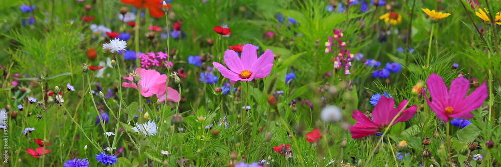 Farbenfrohe Blumenwiese mit verschiedenen Wildblumen