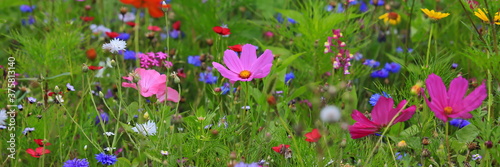 Farbenfrohe Blumenwiese mit verschiedenen Wildblumen