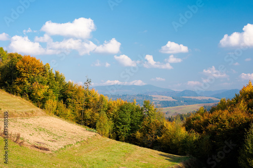 rural landscape of carpathian mountains in autumn. trees in yellow foliage. beautiful sunny weather