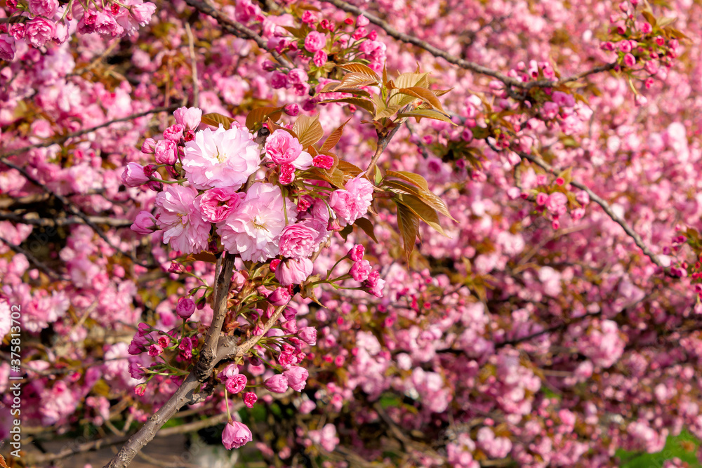 pink sakura blossom above the green grass. nature beauty in springtime. pink sakura blossom above the green grass. nature beauty in springtime.