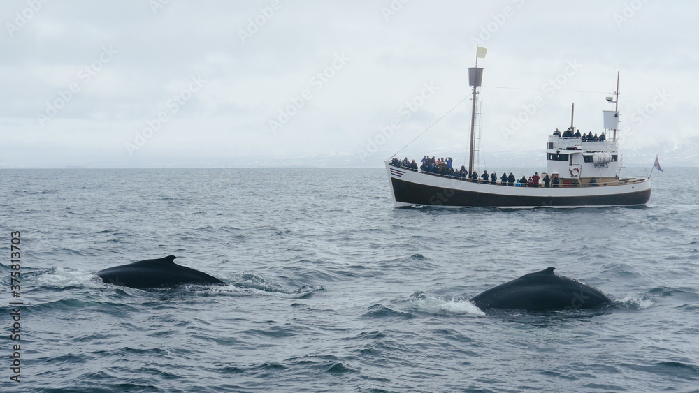 custom made wallpaper toronto digitalTwo whales swimming next to whale watching boat