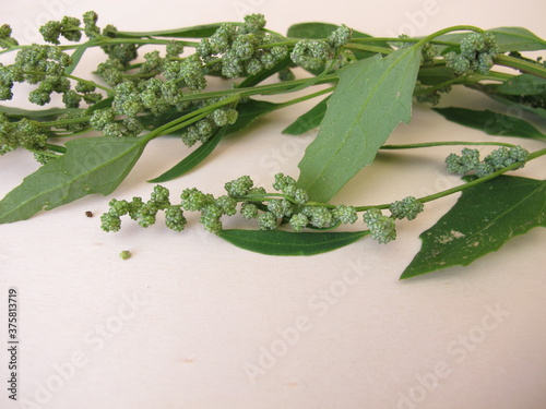 White goosefoot with seeds, Chenopodium album
