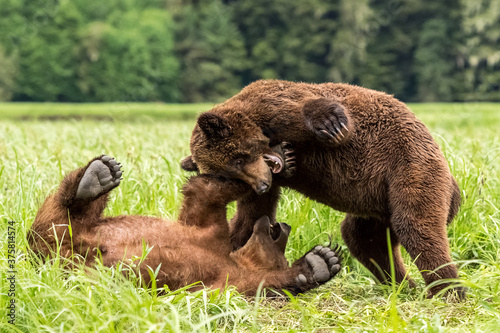 Closeup of Grizzly bears playing together in the Khutzeymateen Grizzly Bear Sanctuary, Canada photo