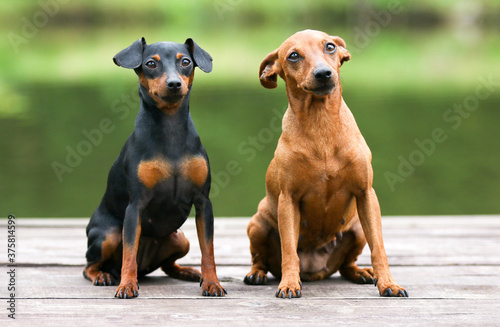 Sable brown and black and tan miniature pinscher portrait on summer time.  German miniature pinscher sitting outdoors on a wooden pier with green background. Smart and cute pincher with big funny ears photo