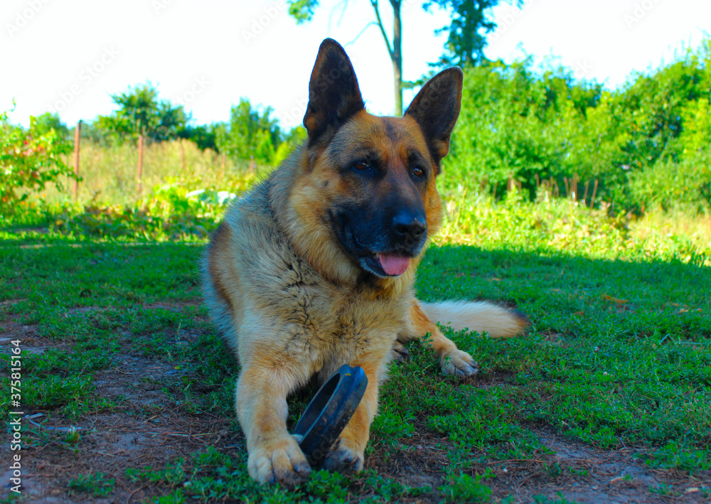 german shepherd dog german shepherd dog