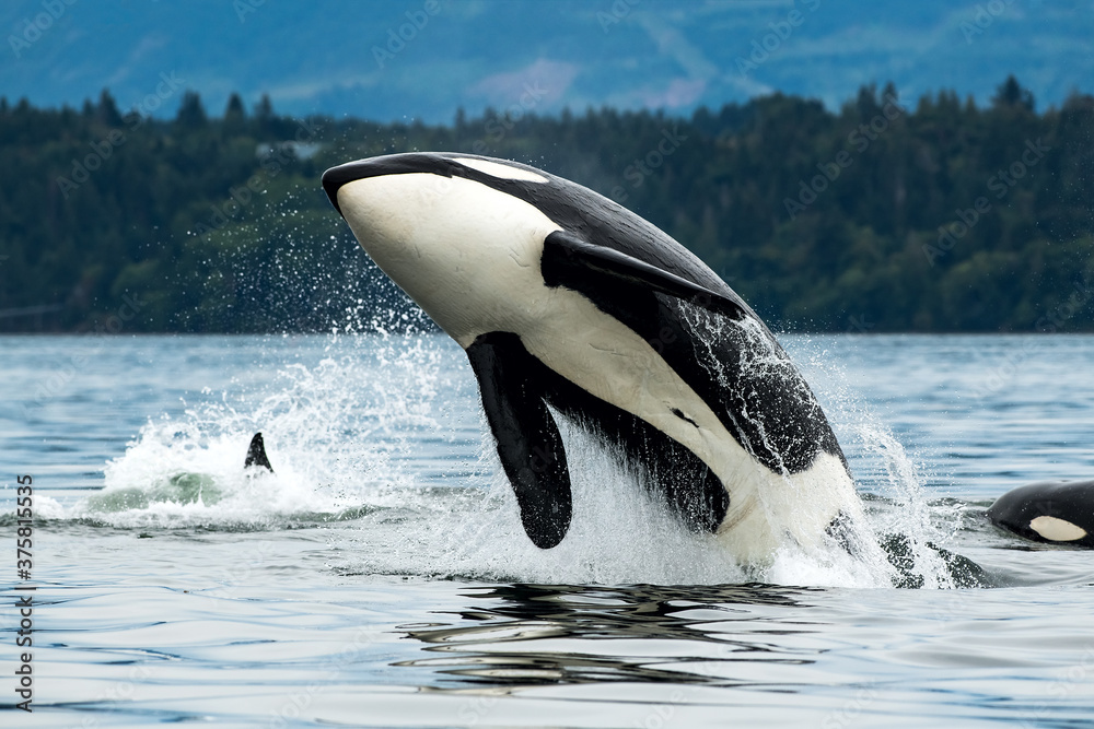 Fototapeta premium Wieloryb orka Bigga wyskakujący z morza na wyspie Vancouver w Kanadzie
